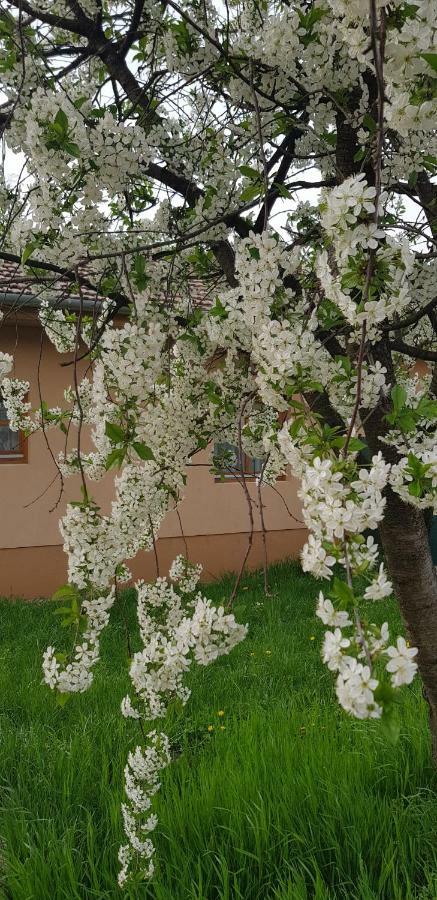 Limonade Apartman Ac Agard Elmenyfuerdo Mellett Gárdony 외부 사진